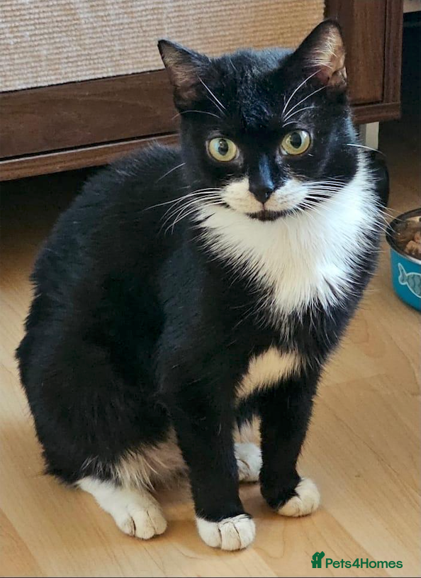 Mixed Breed cats Bonded female pair looking for forever home  - Advert 6