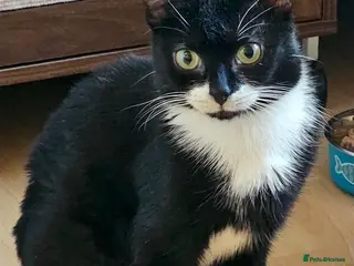 Mixed Breed cats Bonded female pair looking for forever home - Advert 6