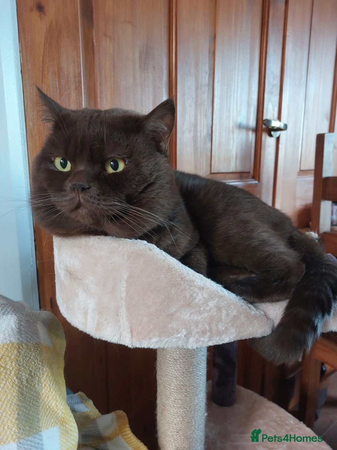 British Shorthair cats for sale: Lilac boy available GCCF and TICA registered  - Advert 8