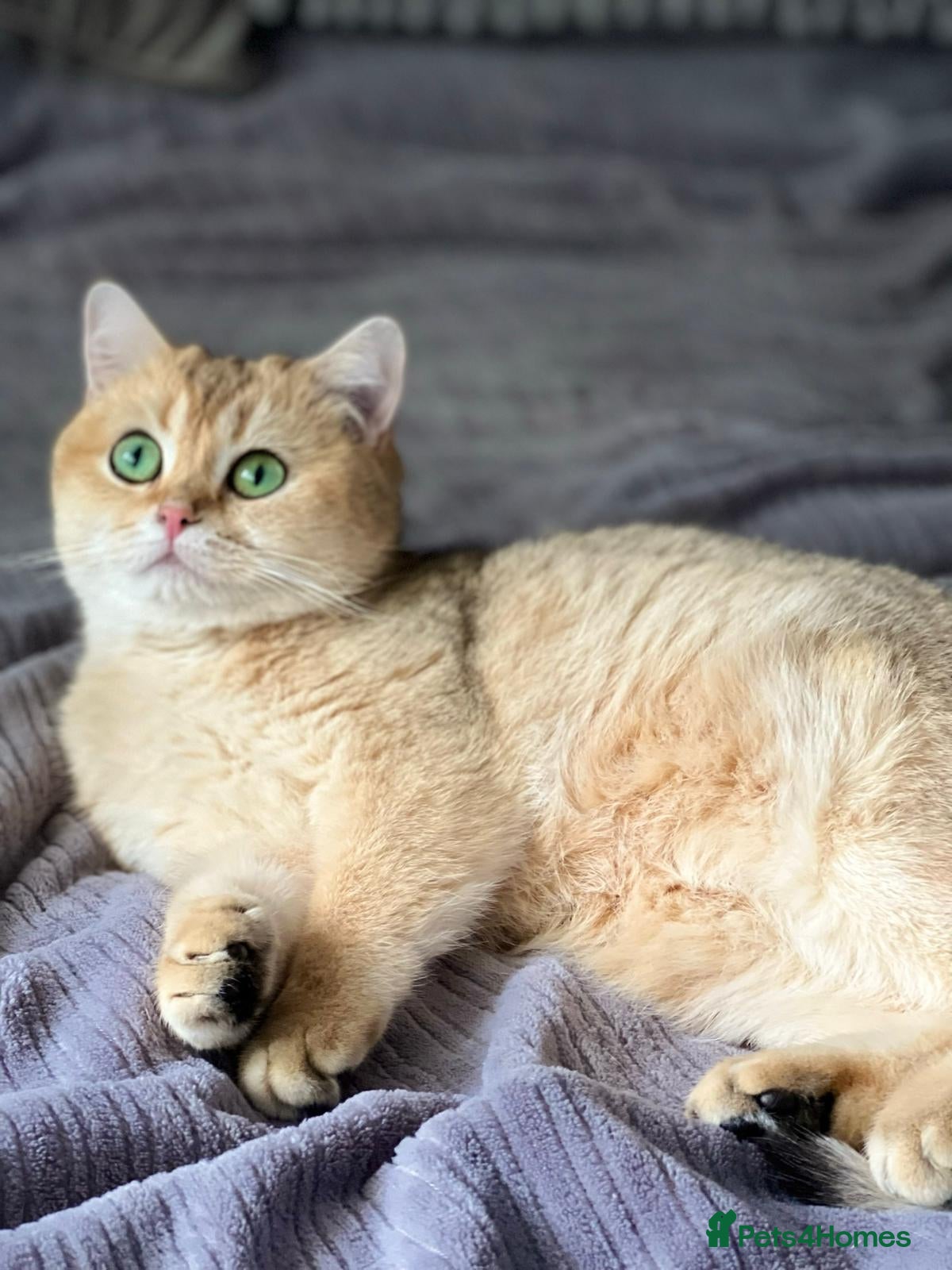 British Shorthair cats 3 Gorgeous British Shorthair Female Kittens  - Advert 1