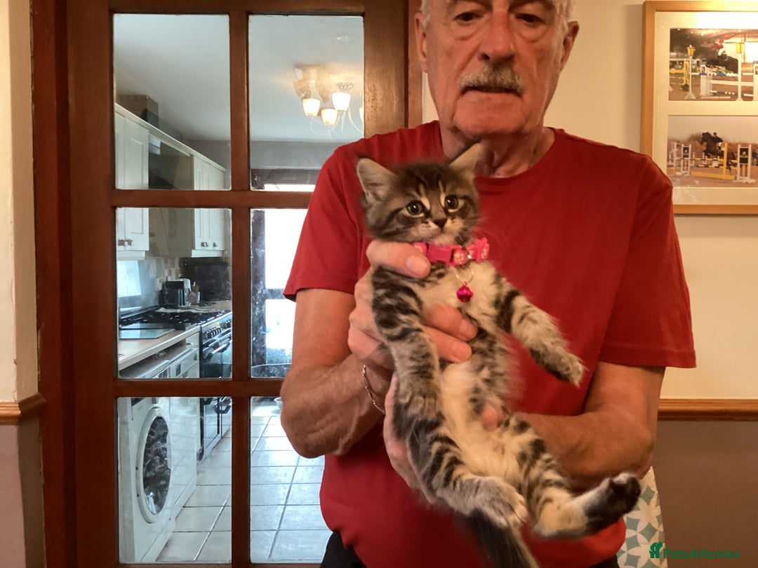 Ragdoll cats for sale: Beautiful Maine Coon, Tabby Cross kittens - Image 18