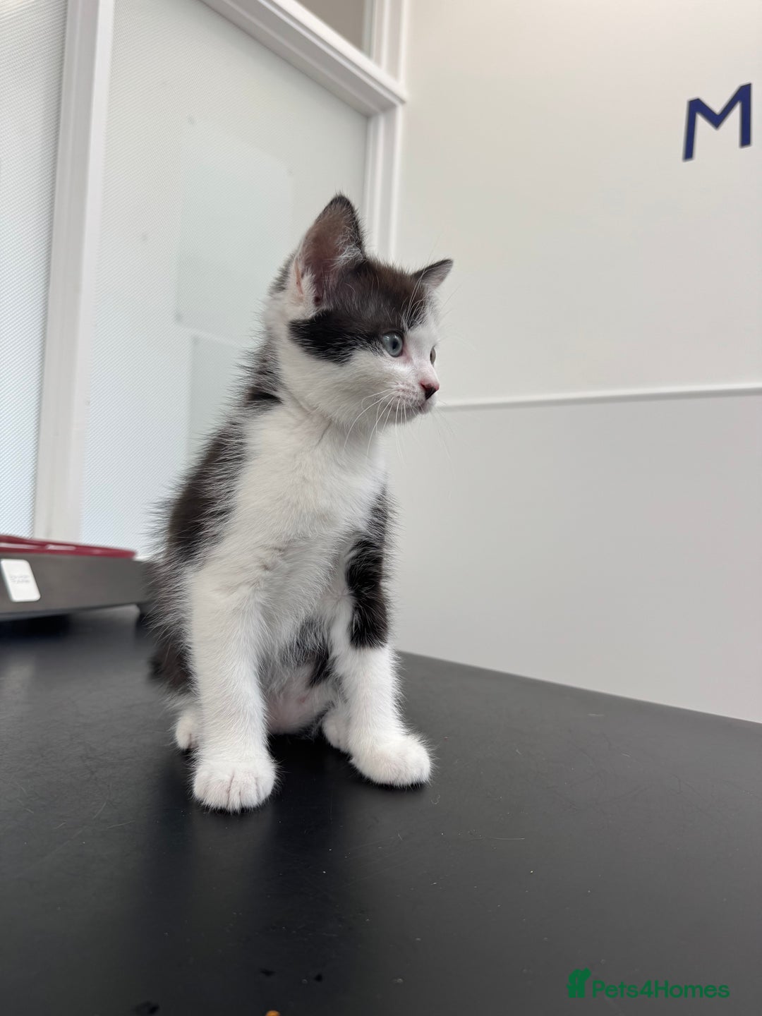 British Shorthair cats for sale: Kitten - Image 7