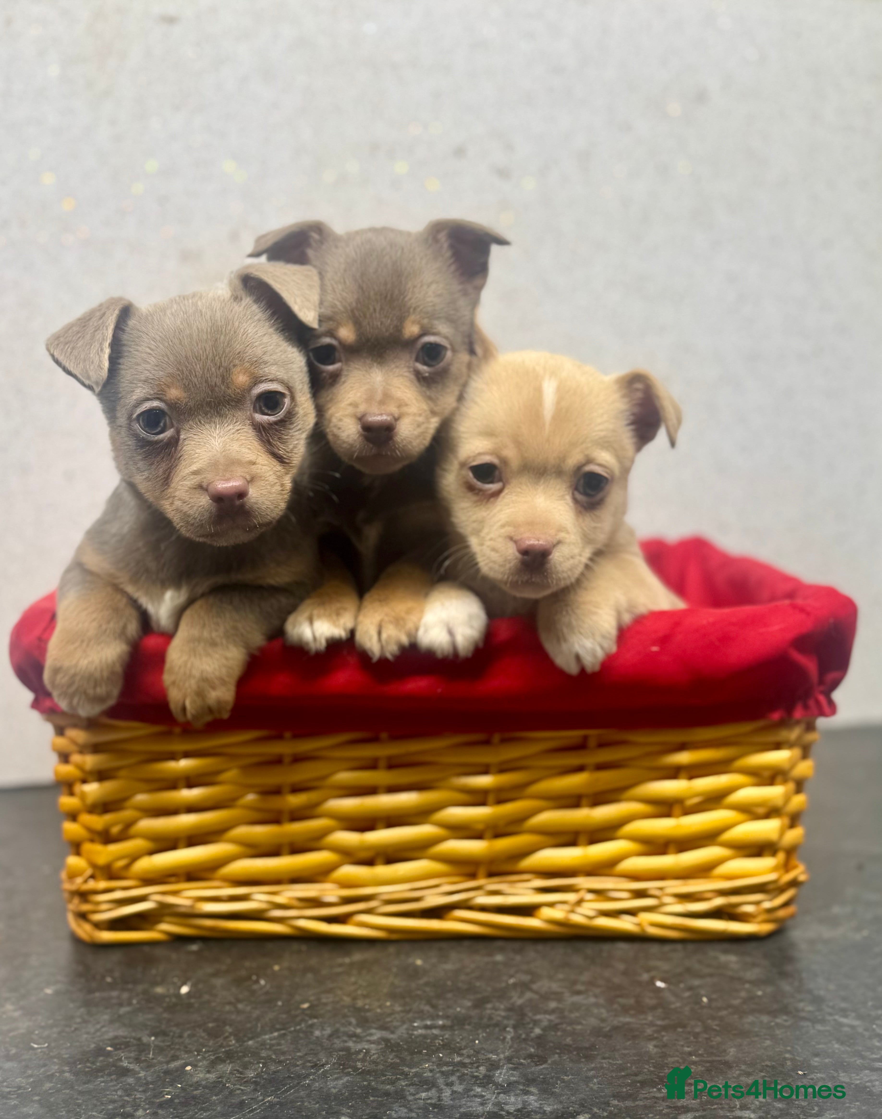 Jack Russell dogs Fabulous rare coloured Jack Russell pups - Advert 6