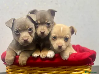 Jack Russell dogs Fabulous rare coloured Jack Russell pups - Advert 6