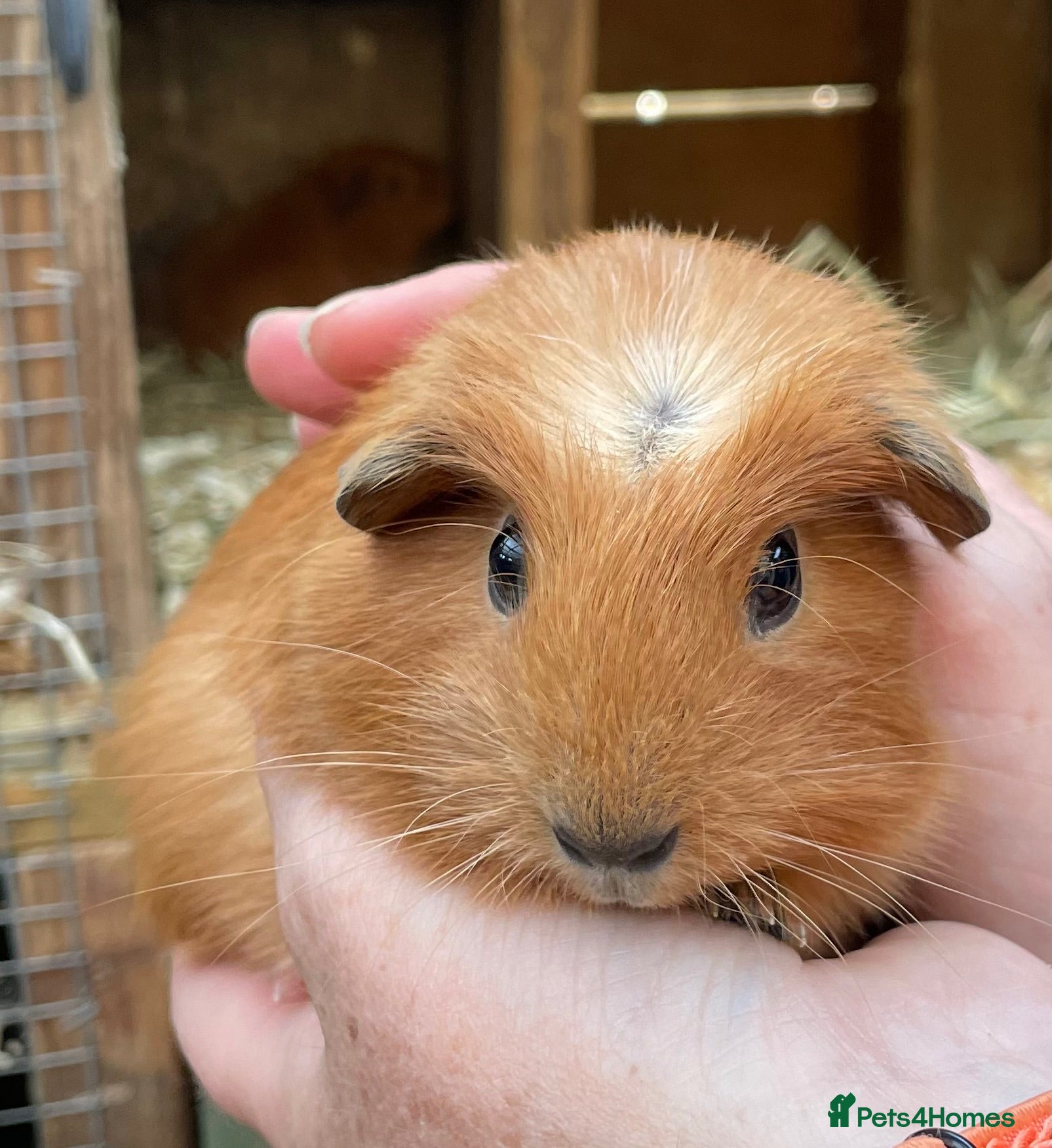 Guinea Pig rodents Sweet natured baby girl guinea pigs - Advert 4
