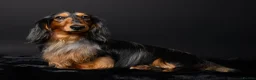 Miniature Dachshund dogs for stud: 🏆 KC REG - Health tested - Continental lines 🏆 - Advert 3