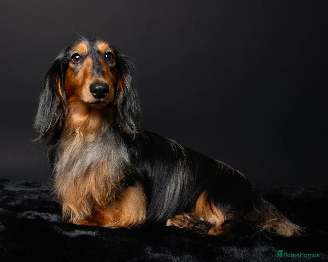 Miniature Dachshund dogs for stud: 🏆 KC REG - Health tested - Continental lines 🏆 - Advert 2