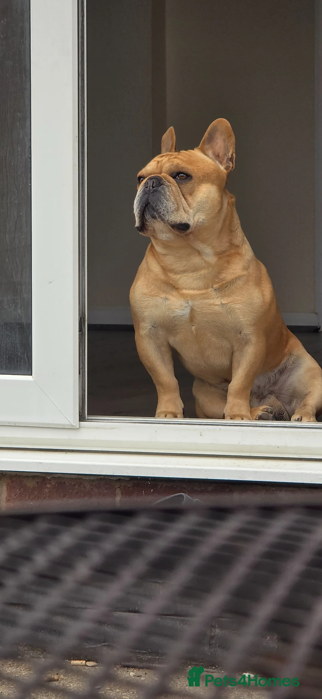 French Bulldog dogs for stud: Premium French Bulldog Stud - Advert 2