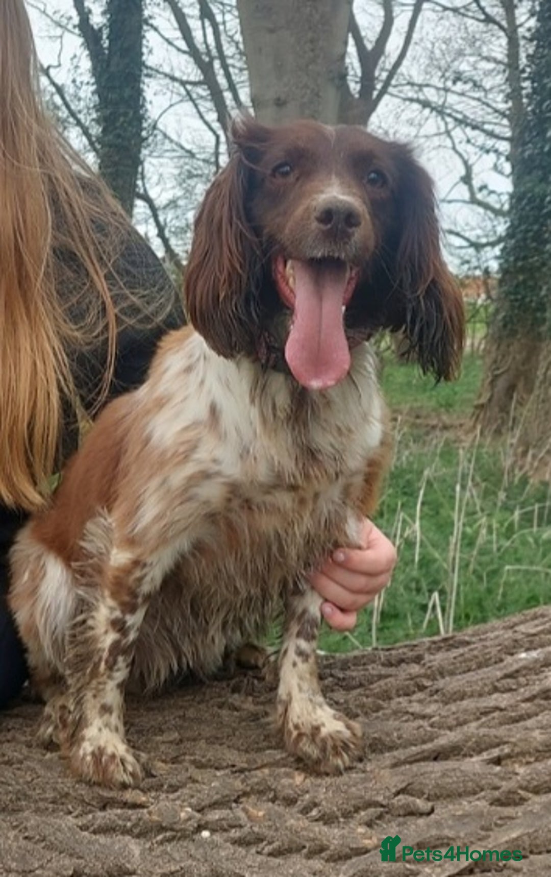 English Springer Spaniel dogs for sale: Lola. - Advert 2