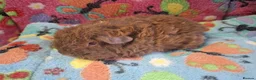 Guinea Pig rodents for sale: Baby Boars In Different Breeds  - Advert 17