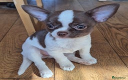 Chihuahua dogs for sale: ❤️‍🔥KC Chihuahua Girl READY NOW ❤️‍🔥  in Dagenham - Image 2