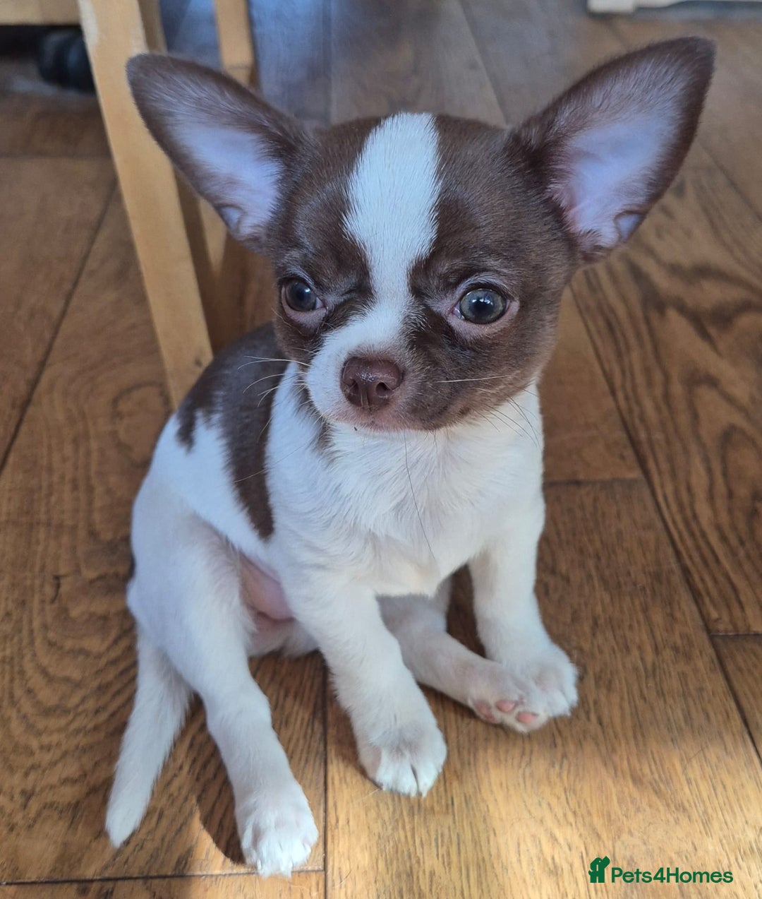 Chihuahua dogs for sale: ❤️‍🔥KC Chihuahua Girl READY NOW ❤️‍🔥  in Dagenham - Image 2