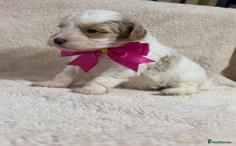 Shihpoo dogs Beautiful Shihpoo x Poodle Puppies - Advert 2