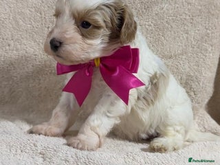 Shihpoo dogs Beautiful Shihpoo x Poodle Puppies - Advert 2