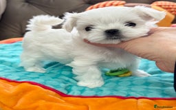 Maltese dogs for sale: 🌟Stunning Tiny Korean Maltese KC Reg🌟 - Advert 18
