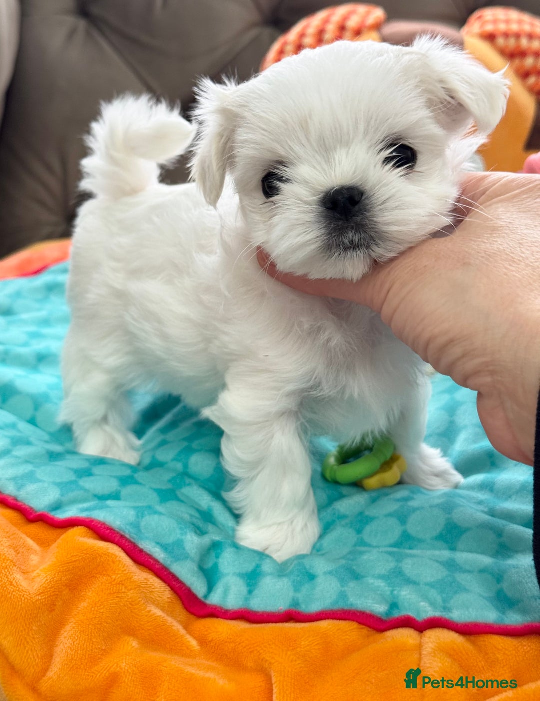 Maltese dogs for sale: 🌟Stunning Tiny Korean Maltese KC Reg🌟 - Advert 18