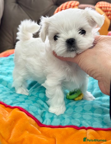 Maltese dogs - Advert 6