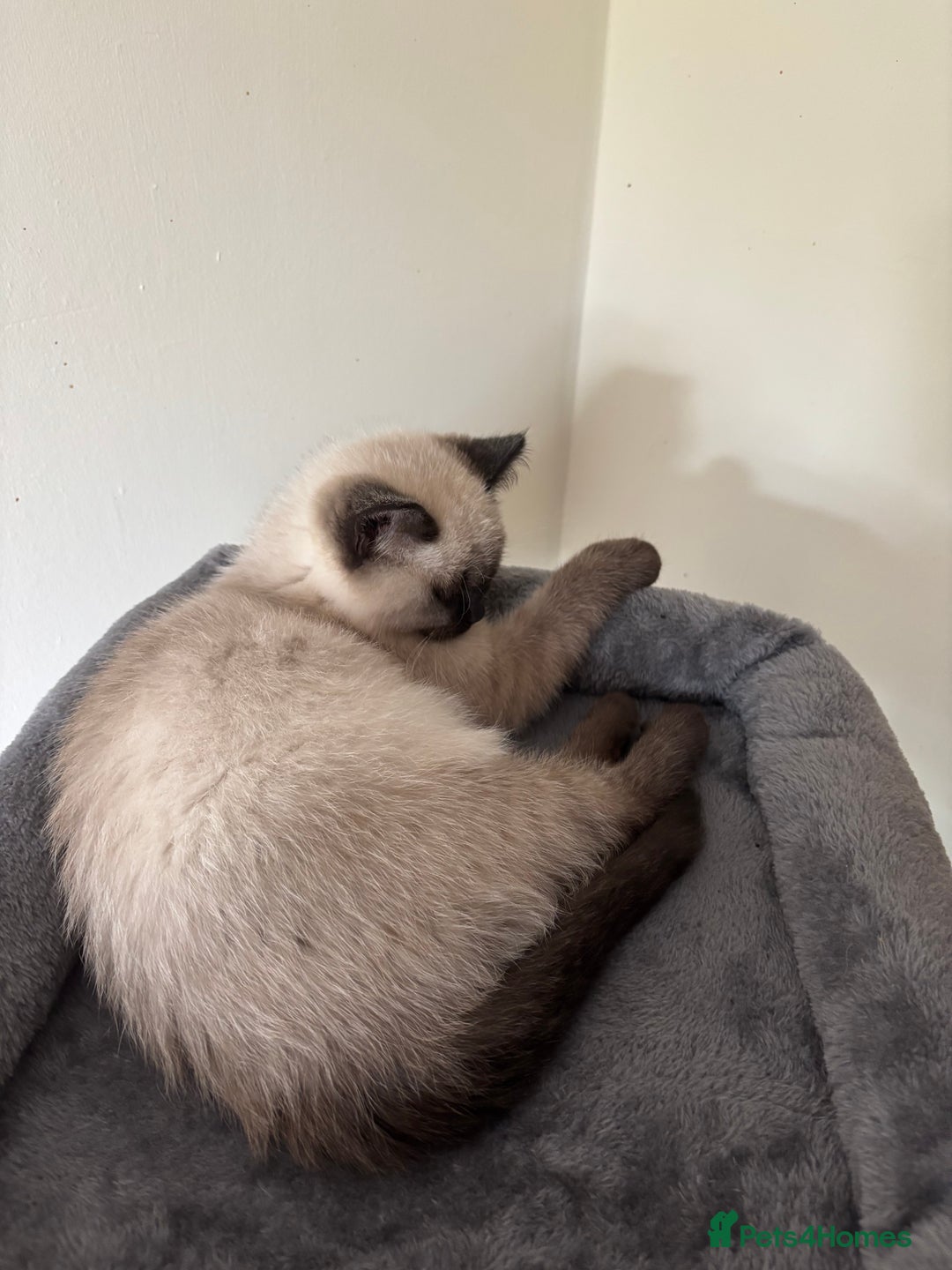 Ragdoll cats for sale: Beautiful Ragdoll Ready to Go - Image 3