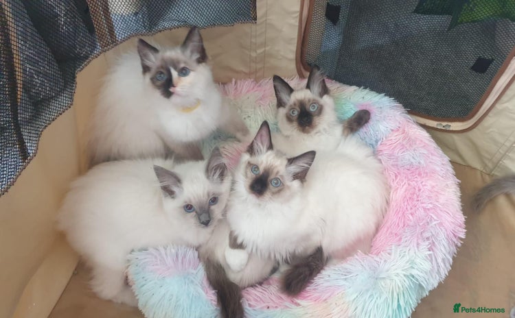 Ragdoll cats - Advert 2