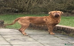 Mastiff dogs for sale: French Mastiff - Image 2