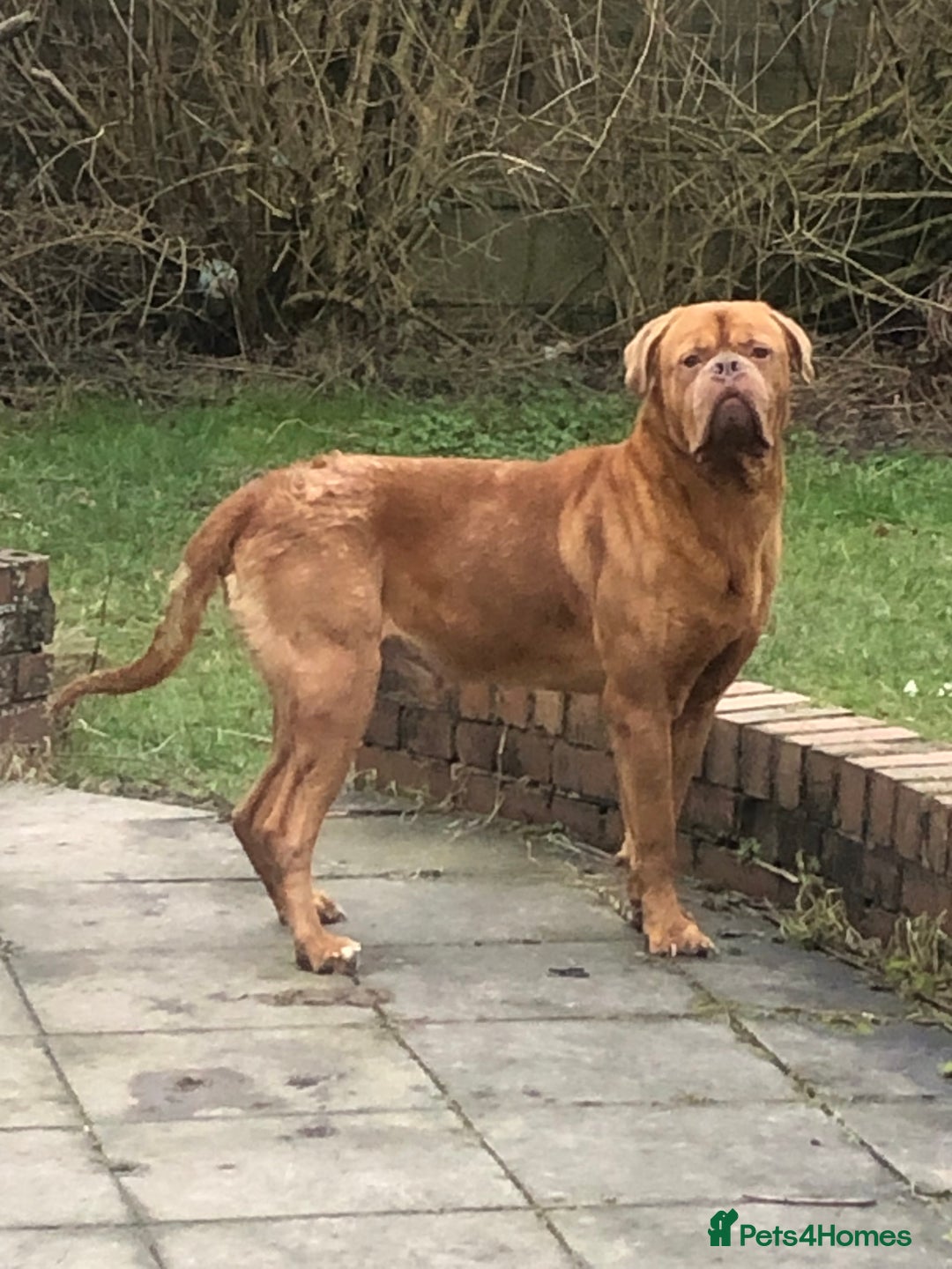 Mastiff dogs for sale: French Mastiff - Image 2
