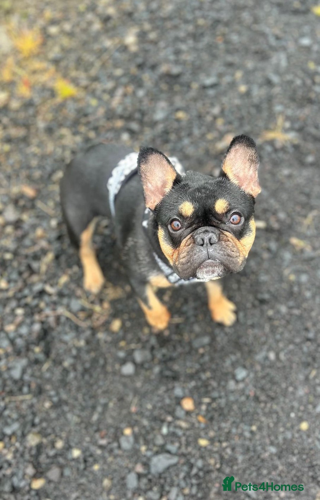 French Bulldog dogs for sale: Female French bulldog - Advert 1