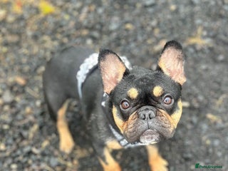 French Bulldog dogs Female French bulldog - Advert 1