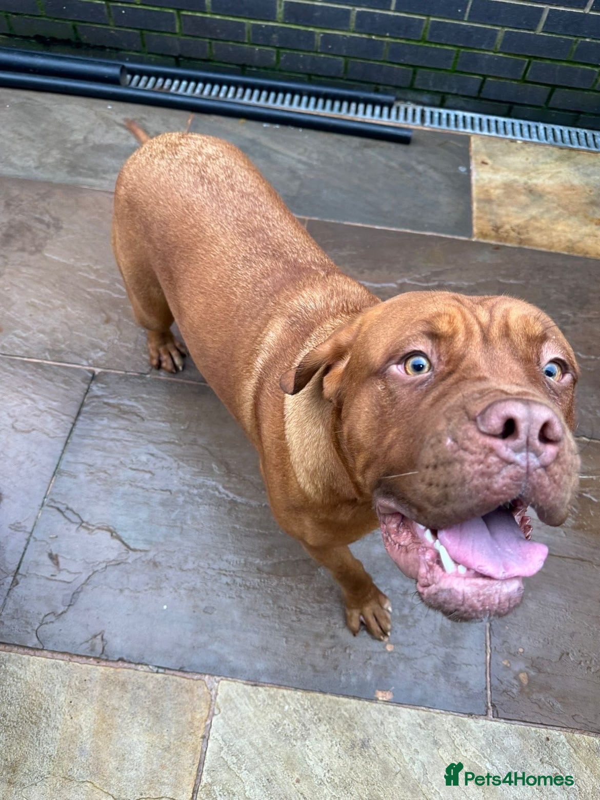 Dogue De Bordeaux dogs Dogue de bordeaux - Advert 5