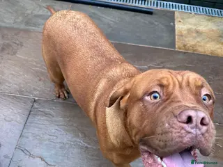 Dogue De Bordeaux dogs Dogue de bordeaux - Advert 5