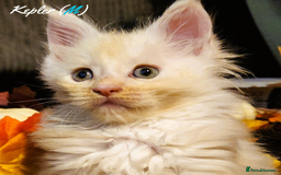 Maine Coon cats for sale: TICA Registered Kittens for Sale  - Image 20