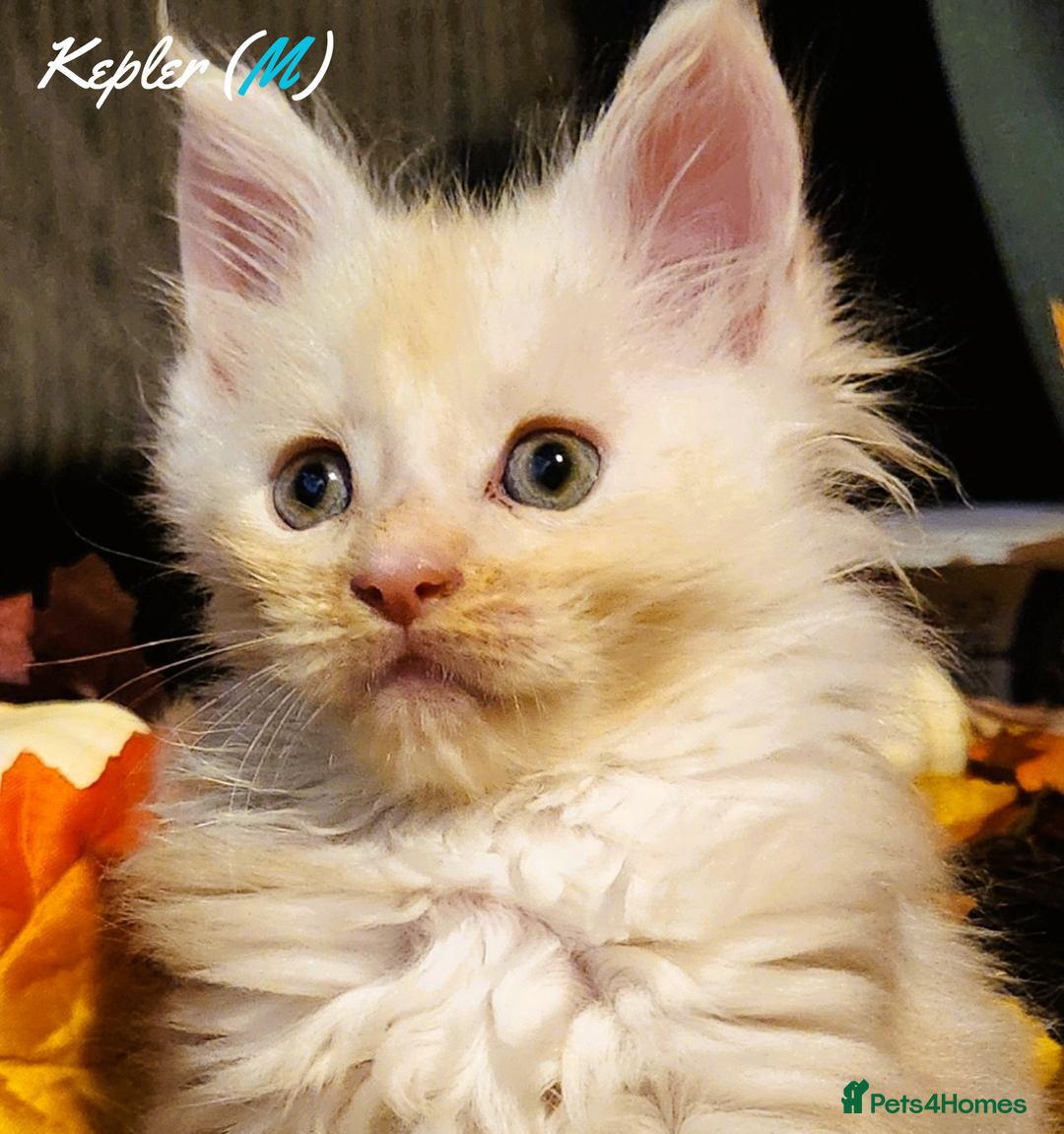 Maine Coon cats for sale: TICA Registered Kittens for Sale  - Image 20