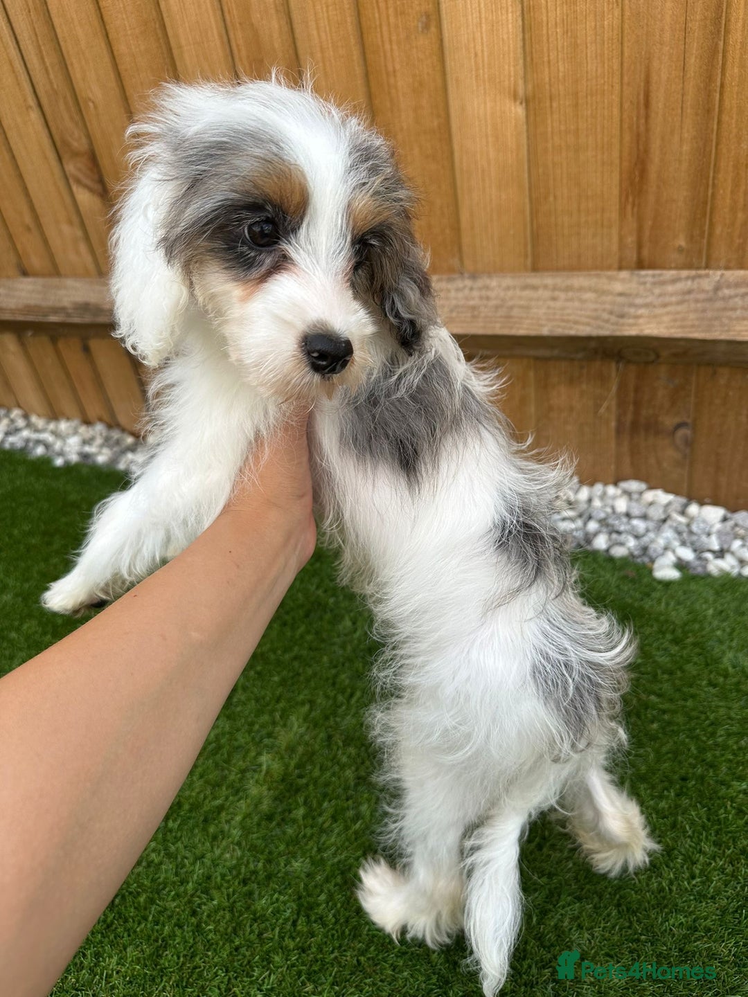 Cavapoo dogs for sale: REDUCED - Adorable Home-Raised Cavapoo Puppies in London - Image 31