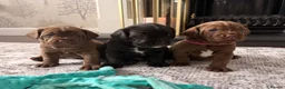 Mixed Breed dogs for sale: Cockapoo X frenchie puppies  - Advert 1