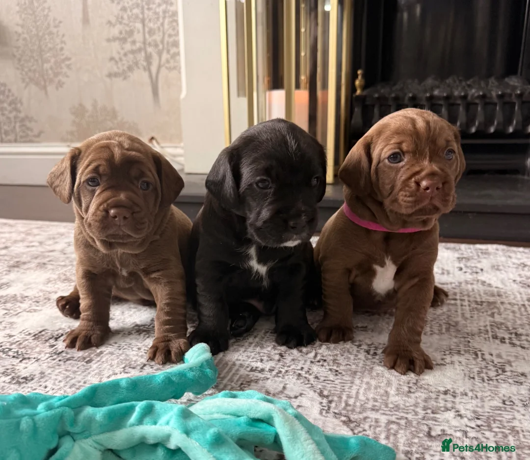 Mixed Breed dogs for sale: Cockapoo X frenchie puppies  - Advert 1