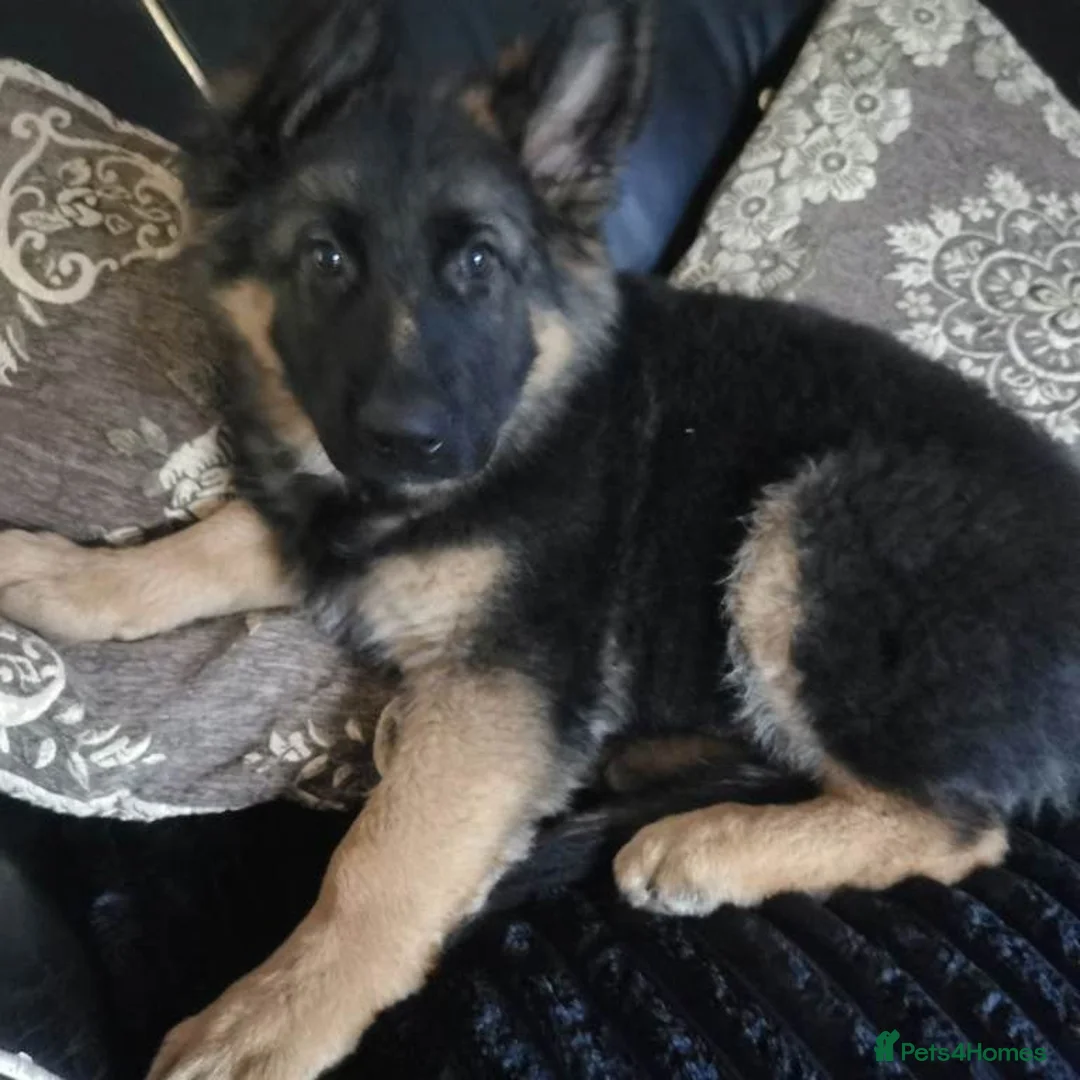 German Shepherd dogs for sale: German shepherd puppies in Boston - Advert 2