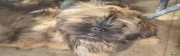 Shih Tzu dogs for sale: Pupies for sold. - Advert 20