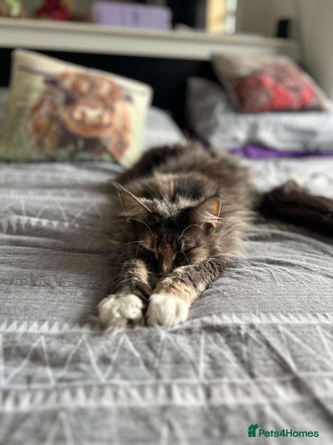 Maine Coon cats for sale: Pedigree registered female maine coon for sale - Advert 10