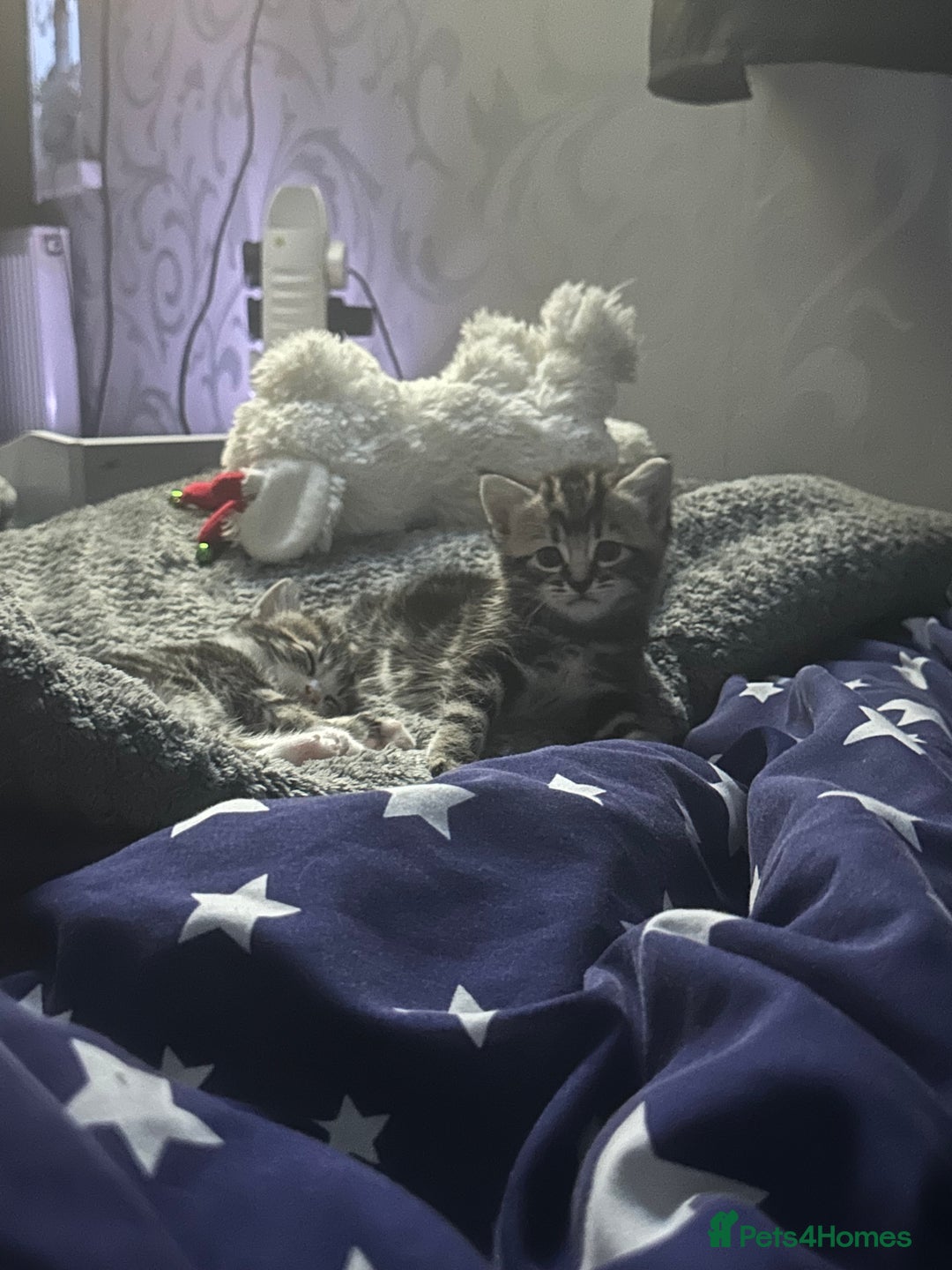 Mixed Breed cats for sale: 2 male kittens  - Advert 2