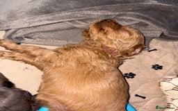 Cockapoo dogs for sale: F1bb mini cockapoo puppies  - Image 22