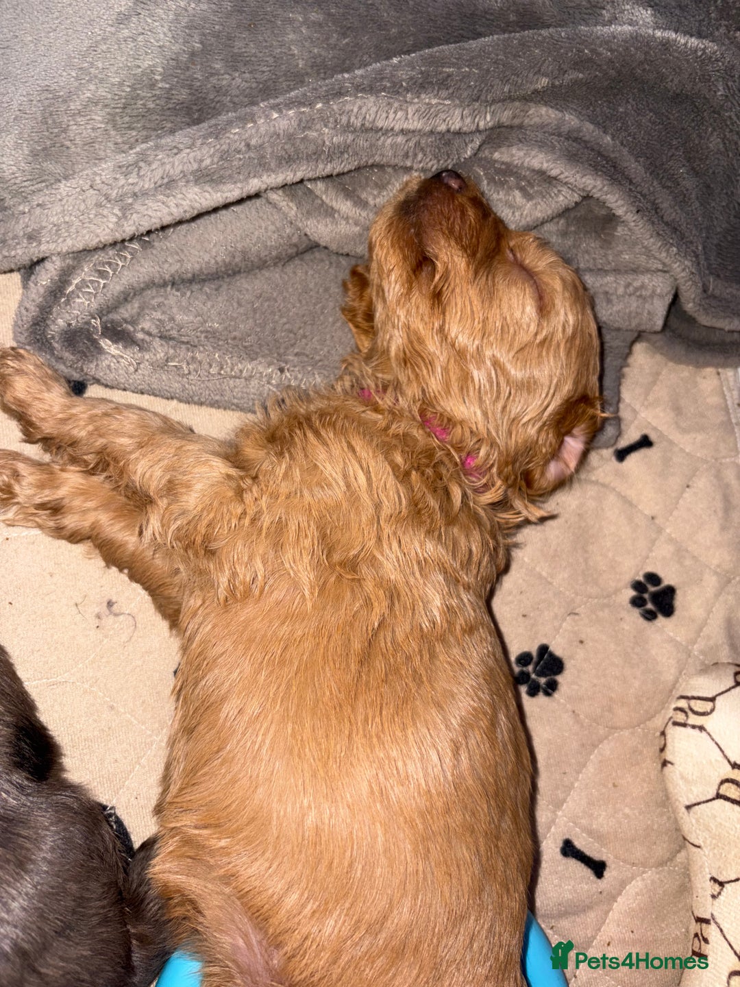 Cockapoo dogs for sale: F1bb mini cockapoo puppies  - Image 22