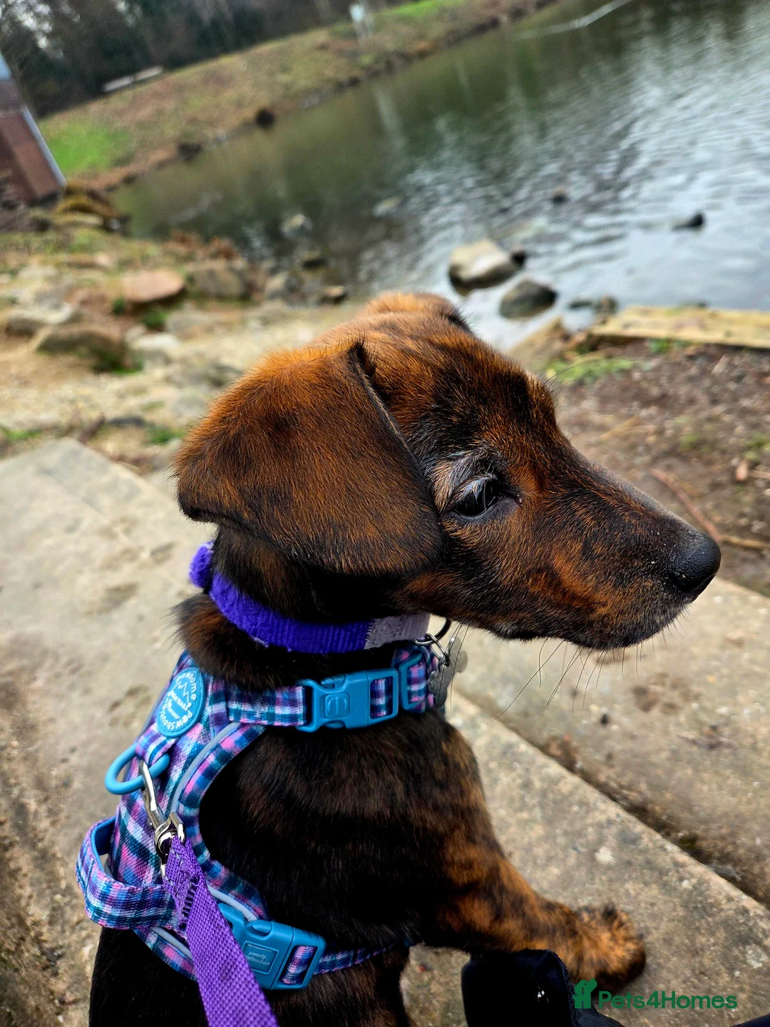 Mixed Breed dogs for sale: Beautiful Brindle Collie Cross Puppy – Mabel - Advert 2