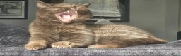 British Shorthair cats for sale: Last two girls available  - Advert 16