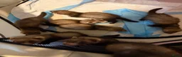 Ferret rodents for sale: Kits  - Advert 3