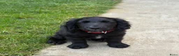 Cocker Spaniel dogs for sale: Jaxon - Advert 4