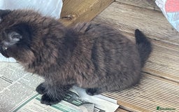 Mixed Breed cats for sale: Ready for forever homes NOW - Image 3