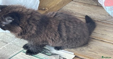 Mixed Breed cats - Advert 14