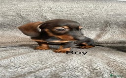 Dachshund dogs for sale: Dachshund Puppies Ready Now Fully Vaccinated  - Image 7