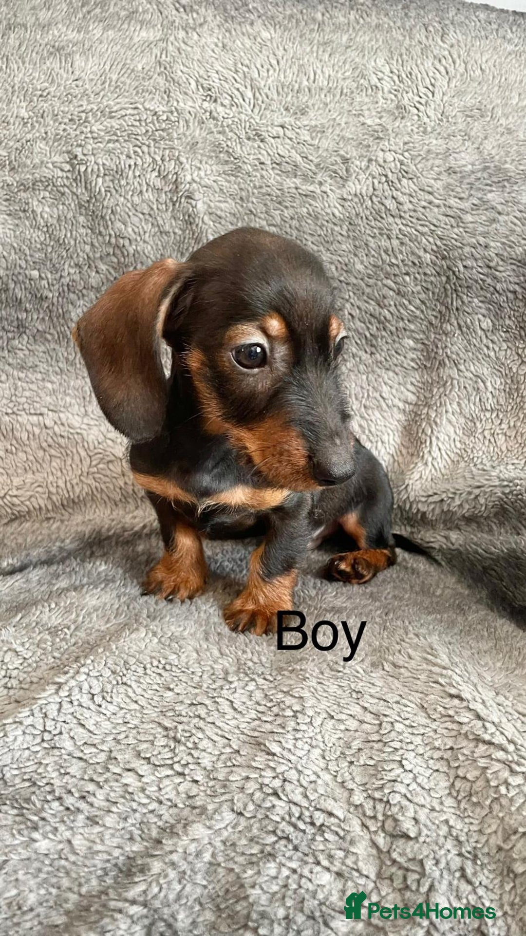 Dachshund dogs for sale: Dachshund Puppies Ready Now Fully Vaccinated  - Image 7