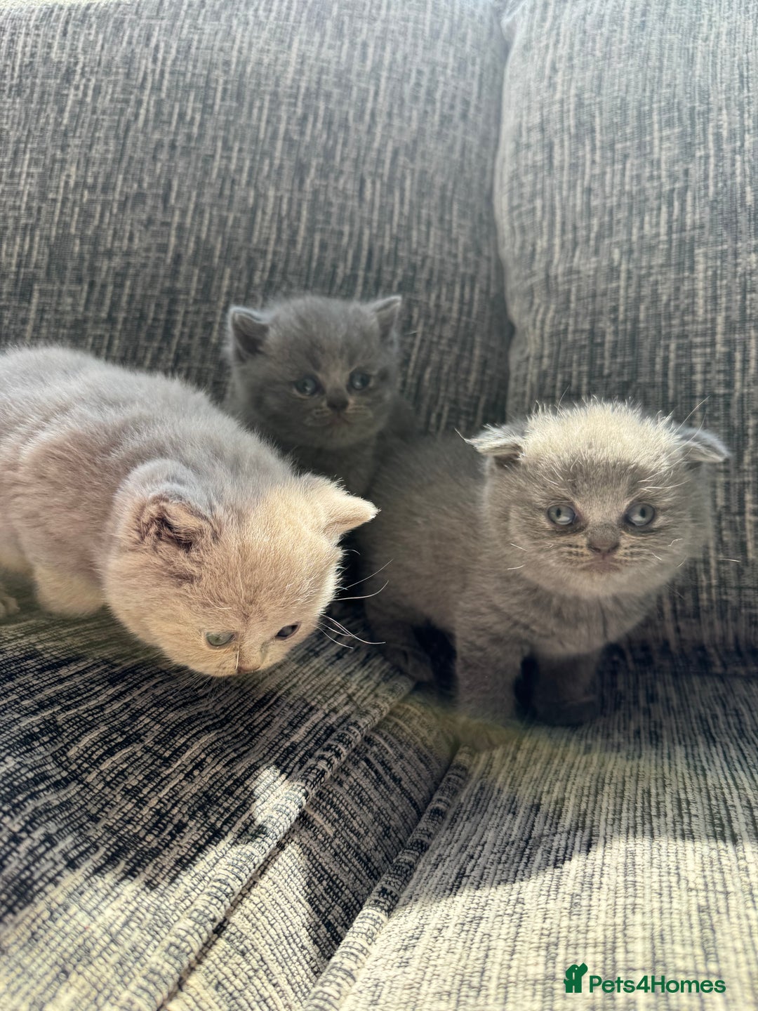 Scottish Fold cats for sale: Beautiful TICA reg Scottish Fold/Straight Kittens  - Image 18