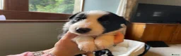 Border Collie dogs for sale: Beautiful Border Collie Puppies in Grassington - Advert 16
